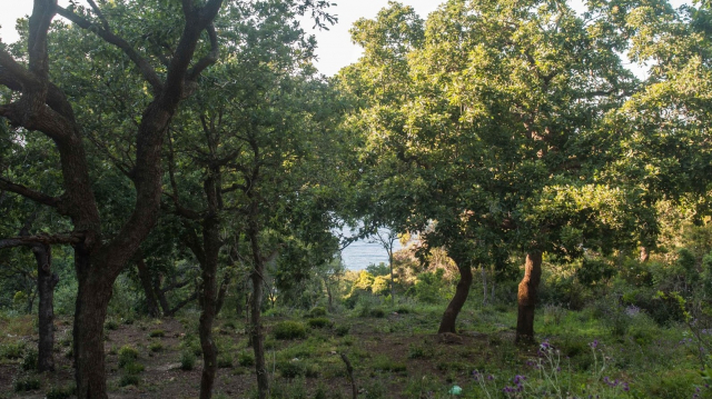 Forêt de Rmilat Forêt de Rmilat