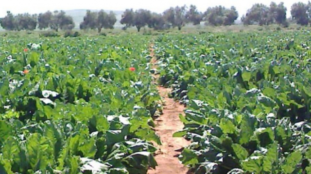 Agriculture Casa-Settat Agriculture Casa-Settat