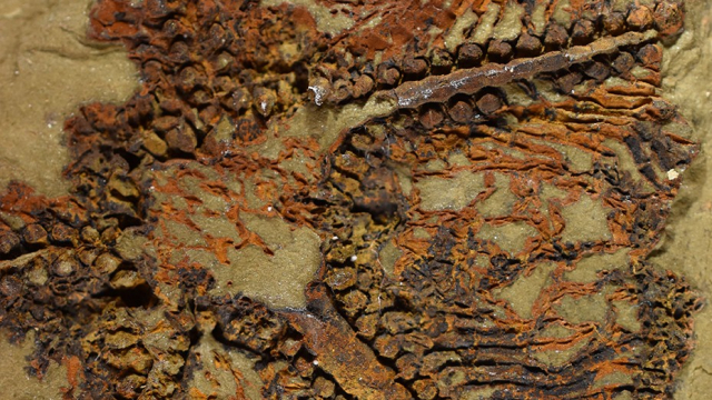 Etoile de mer fossile Etoile de mer fossile