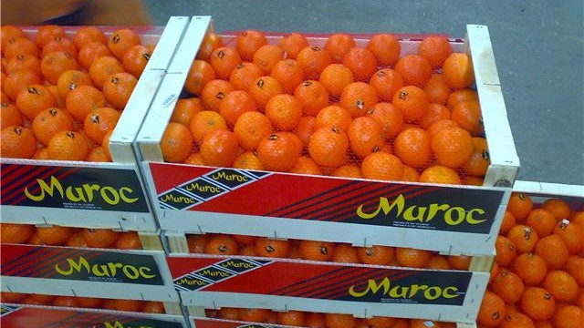 Agrumes maroc Agrumes maroc