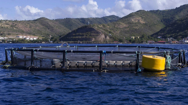 l’aquaculture l’aquaculture