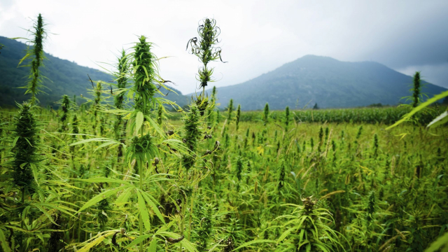 champ de cannabis champ de cannabis