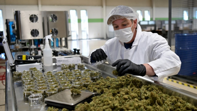 Cannabis - Etats-Unis - Etat de New York - Cannabidiol Cannabis - Etats-Unis - Etat de New York - Cannabidiol