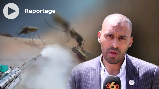 cover vidéo Marrakech: les moustiques attaquent déjà, les explications d’un spécialiste cover vidéo Marrakech: les moustiques attaquent déjà, les explications d’un spécialiste