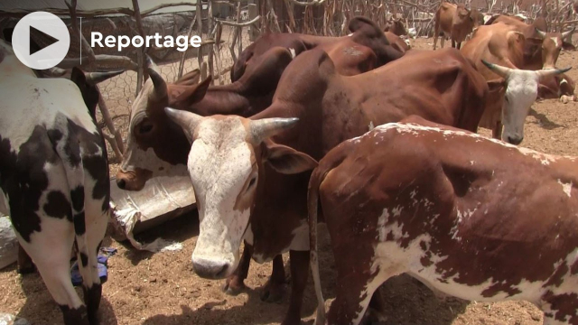 Vidéo. Mauritanie: un tour au marché de boeufs et chameaux de Nouakchott Vidéo. Mauritanie: un tour au marché de boeufs et chameaux de Nouakchott