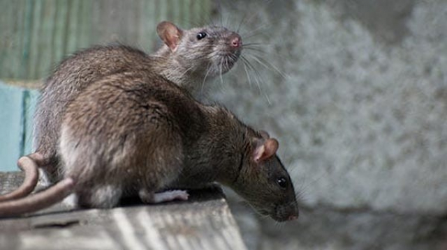 Rats Rats