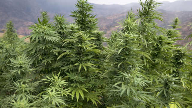 Cannabis Cannabis