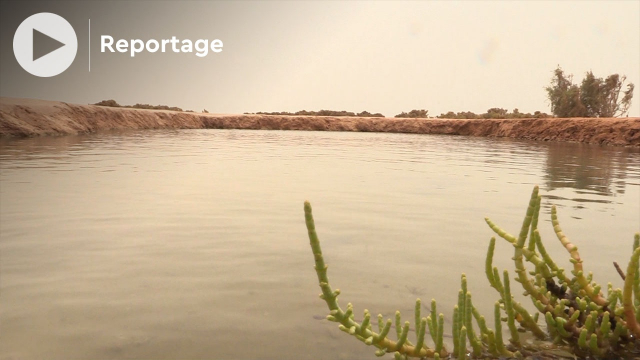 Cover Vidéo - سبخة إمليلي.. بحيرات مائية في فيافي صحراء مدينة الداخلة 