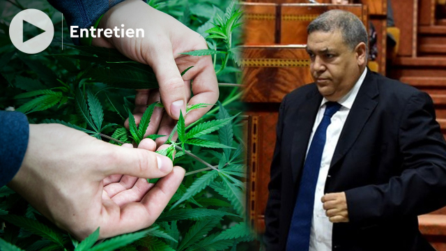Cover : التصويت النهائي على مشروع القانون المتعلق باستعمال القنب الهندي لاغراض طبية Cover : التصويت النهائي على مشروع القانون المتعلق باستعمال القنب الهندي لاغراض طبية
