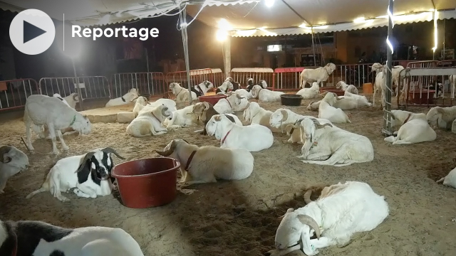 Vidéo. Sénégal: des moutons à plus de 3.000 euros pour la tabaski des célébrités Vidéo. Sénégal: des moutons à plus de 3.000 euros pour la tabaski des célébrités