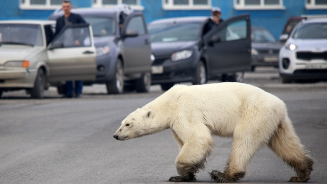 Ours polaire - Réchauffement climatique - Russie - Climat Ours polaire - Réchauffement climatique - Russie - Climat