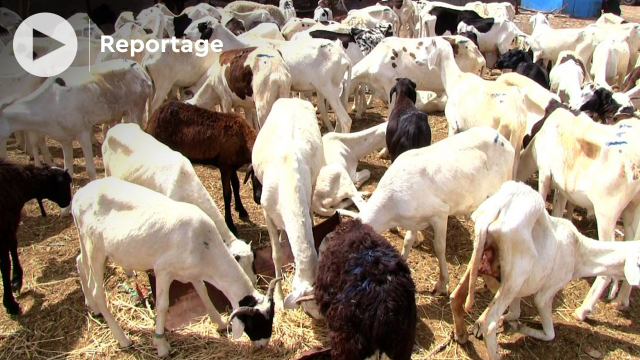 Vidéo. Mauritanie: voici pourquoi la viande est chère à Nouakchott, malgré l'abondance du cheptel Vidéo. Mauritanie: voici pourquoi la viande est chère à Nouakchott, malgré l'abondance du cheptel