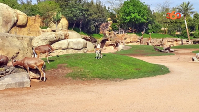 Zoo Zoo