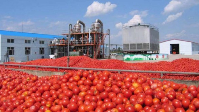 Tomate Tomate