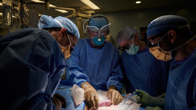 Opération chirurgicale - Transplantation rein de porc - Etats-Unis - Chirurgie Opération chirurgicale - Transplantation rein de porc - Etats-Unis - Chirurgie