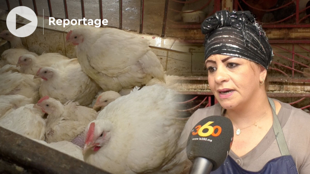 Cover Vidéo - prix du poulet - crise sanitaire - inflation Cover Vidéo - prix du poulet - crise sanitaire - inflation