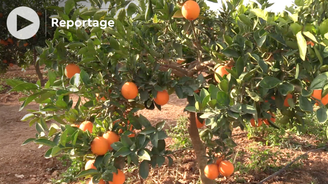 Berkane - Arboriculture - Oranges Navel - Oriental - Moulouya