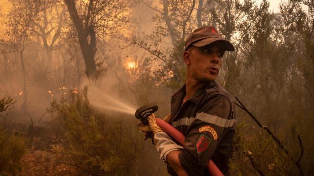 Larache - Incendies - Feux de forêt - Protection civile