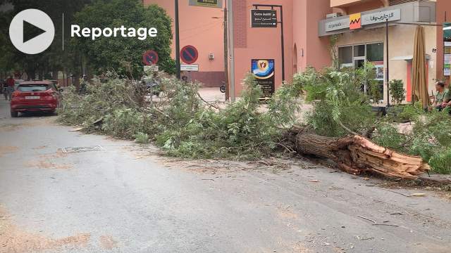 COVER A Marrakech, tout un patrimoine écologique en péril! COVER A Marrakech, tout un patrimoine écologique en péril!