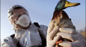 canard grippe aviaire