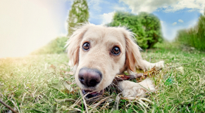 Le Chien Le Plus Laid Du Monde Est Mort Wwwle360ma