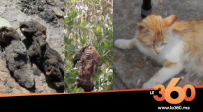 Vidéo Affaire Des Chats Brûlés Hind Moustaghfir