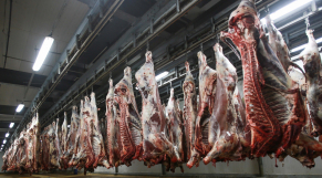 Abattoirs viande bouchers