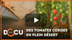 Cover_Vidéo: Docu360: Des tomates cerises en plein désert