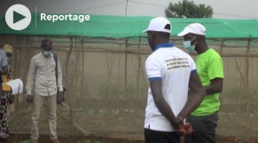 Vidéo. Guinée: les agriculteurs formés à l&#039;utilisation efficace des engrais et semences 