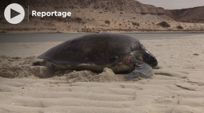 cover - اكتشف كيف يستقطب دفئ خليج الداخلة السلاحف البحرية