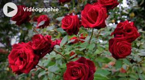 cover: Saint-Valentin: Quelles fleurs offrir pour exprimer son amour?