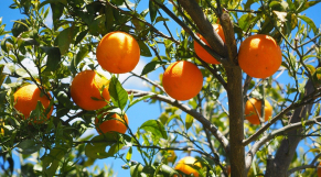 Agrumes - Oranges - Verger