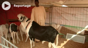 Sénégal: &quot;Laadoum&quot;, ces moutons de race à plus de 70.000 euros 