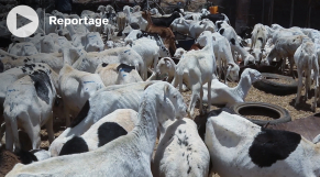 Moutons de Tabaski: suite aux sanctions contre le Mali, les éleveurs mauritaniens fourniront le Sénégal