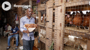 Gabon: le gouvernement allège son dispositif de riposte anti-grippe aviaire