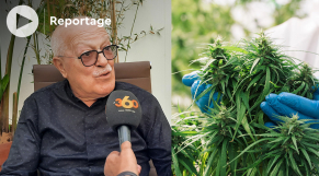 cover: Cannabis médical: le cultivateur au centre des priorités de l’Agence de réglementation