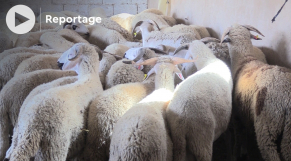 cover - Aïd al-Adha 1443 - moutons - vente - cheptel - éleveurs - région de Rabat-Salé-Kénitra 