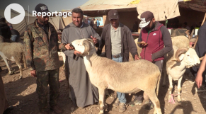 Aïd Al-Adha - Mouton - Sardi - Augmentation des prix - Moutons