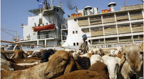 Soudan: 15.000 moutons destinés à la tabaski à la Mecque meurent noyés après le naufrage d&#039;un navire