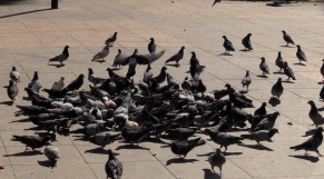 cover - pigeons- capture - Casablanca