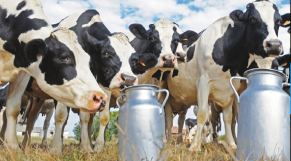 Cover Vidéo - vaches laitières - Sidi Bennour - baisse de production