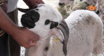 Mouton - Aïd Al Adha