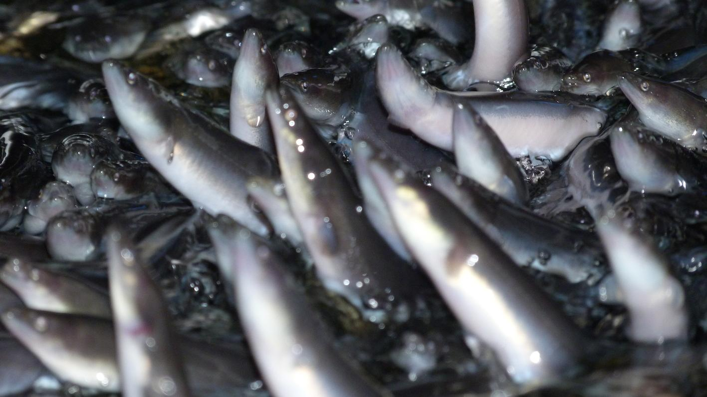 Connaissez Vous Les Anguilles De Kenitra Www Le360 Ma