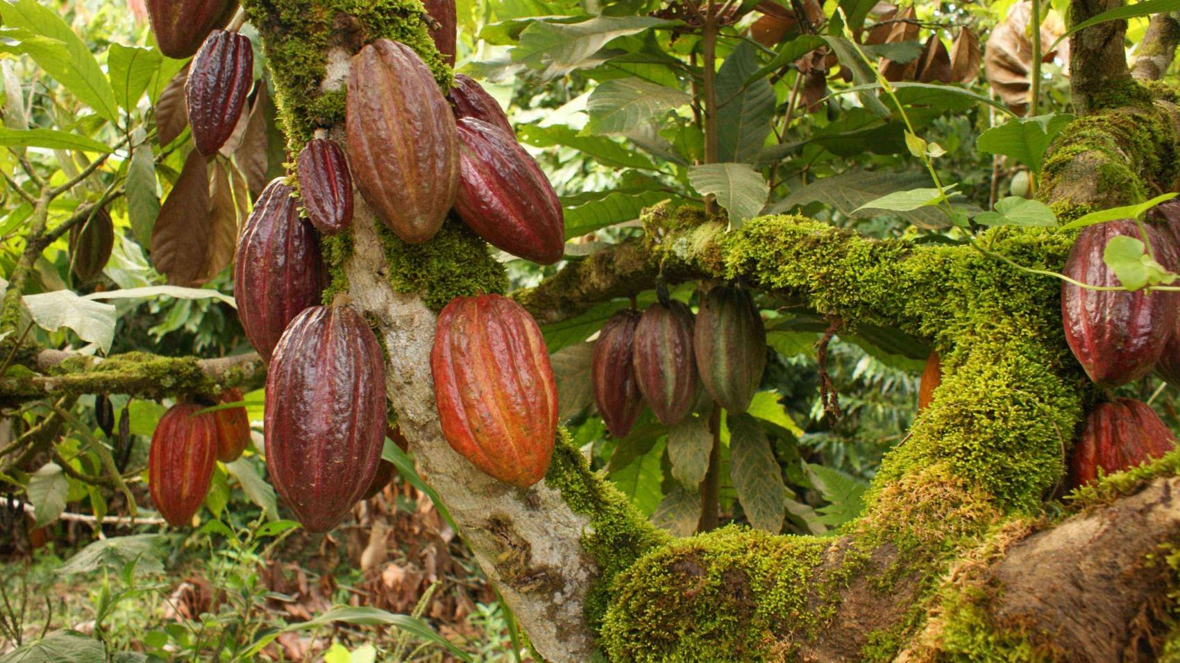 Côte d'Ivoire le belge KKO International étend sa plantation de cacao