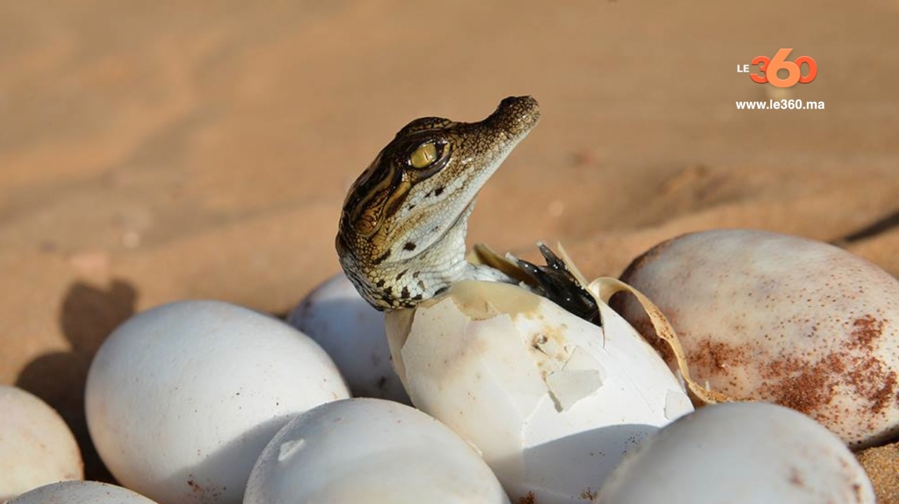 Video Crocoparc D Agadir Driss Premier Crocodile Ne Au Maroc Www Le360 Ma