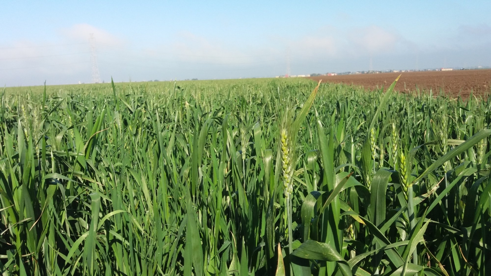 Agriculture: la campagne 2018 définitivement sauvée | www.le360.ma