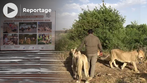 Agadir: Safari Parc, le zoo des lions, ouvrira ses portes fin 2022