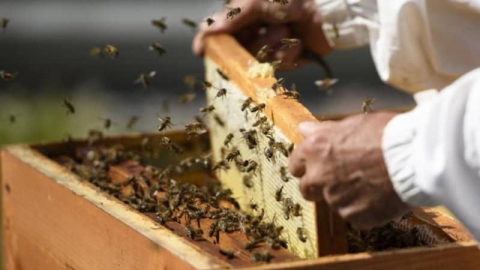 La production de miel est compromise en 2022 et 2023