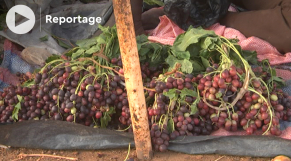 Le raisin africain et le wèda, ces fruits locaux qui font le bonheur des Burkinabè