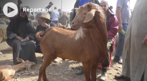 Marché au bétail - Périphérie de Casablanca - Aïd Al-Adha 1443 - Chèvres - Moutons - Caprins